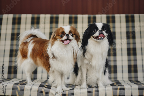 Photo japanese chin in the street