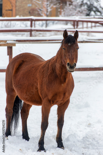 horse in winter