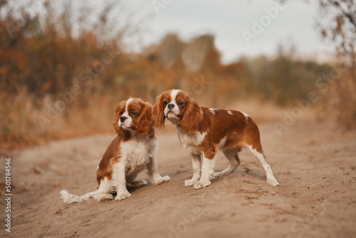 Photo cavalier king charles puppy