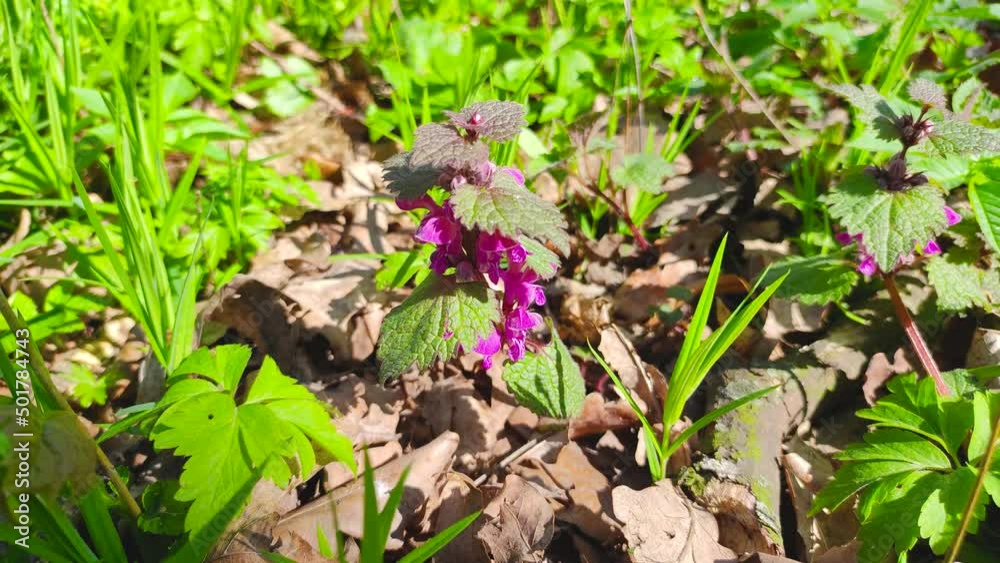 Lamium purpureum, known as red dead-nettle, purple dead-nettle, or purple archangel. Lamium purpureum, known as red dead-nettle, purple dead-nettle, or purple archangel.