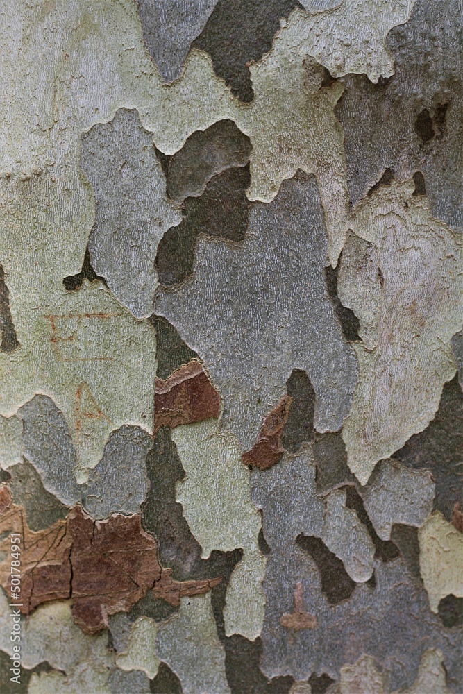 Plane tree. Camouflage pattern. Selected focus.