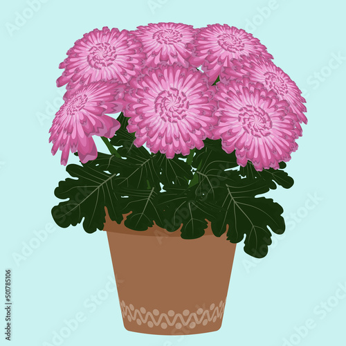 Chrysanthemums flowers in a flower pot vector illustration.