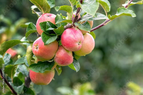 Ripe red apples in the garden on a tree. Apple harvest