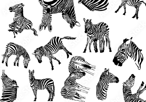  pattern zebra   stylish cover for for fabric  postcards  wallpapers graphical vector illustration