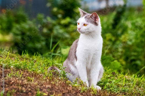 A white spotted cat sits in the garden on the grass and looks away