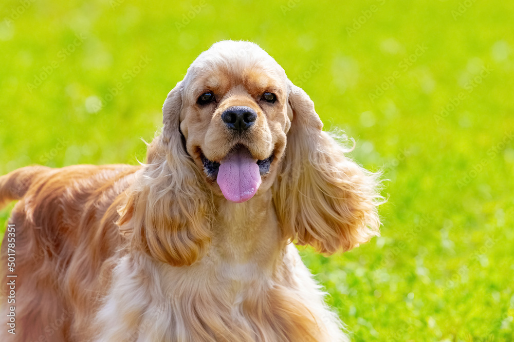 American Cocker Spaniel with long brown fur on a background of grass in sunny weather