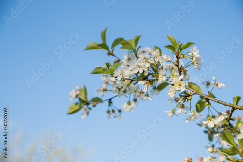 Cherry blossoms against the blue sky in early spring. Cherry branches covered with white flowers.Spring blooming on sour cherry tree branches, cherry sakura blooms