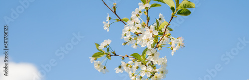 Cherry blossoms against the blue sky in early spring. Cherry branches covered with white flowers.Spring blooming on sour cherry tree branches, cherry sakura blooms. web banner