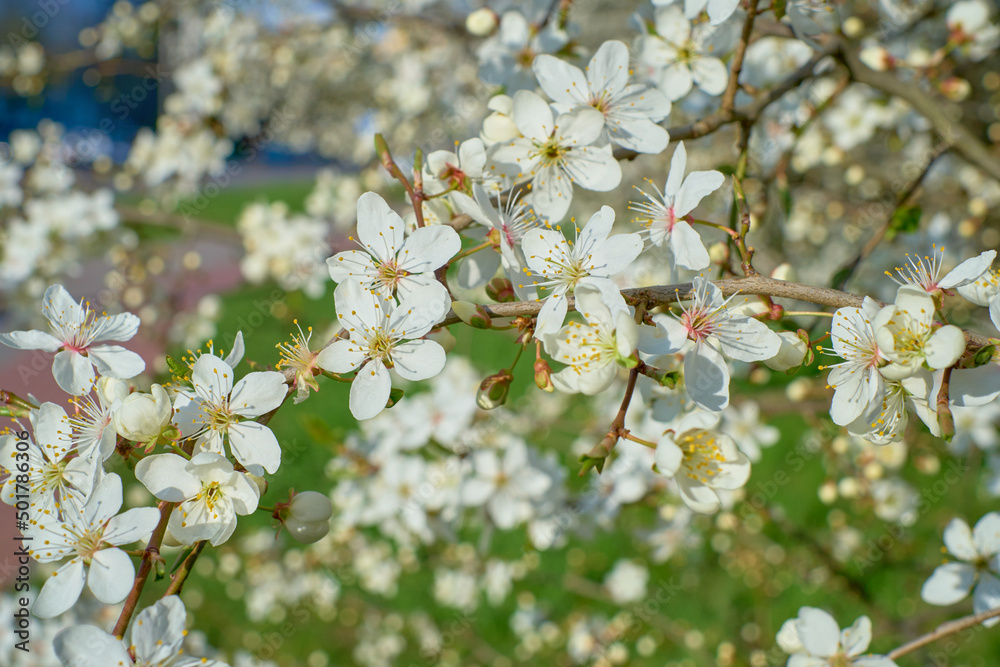 Plum full blossom and the background of the blue sky ,white flowers in the spring, plum tree in blossom.Selective focus Plum full blossom and the background of the blue sky ,white flowers in the spring, plum tree in blossom.Selective focus