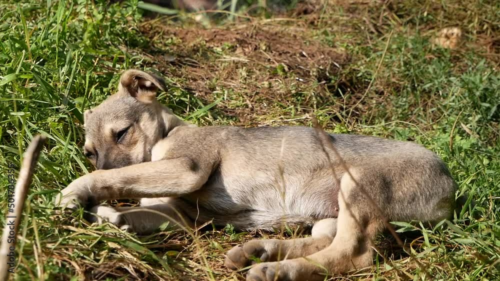 A small dog sleeps in the open air outside on a sunny summer day. The pads of the paws of a small homeless puppy. A small dog sleeps in the open air outside on a sunny summer day. The pads of the paws of a small homeless puppy.