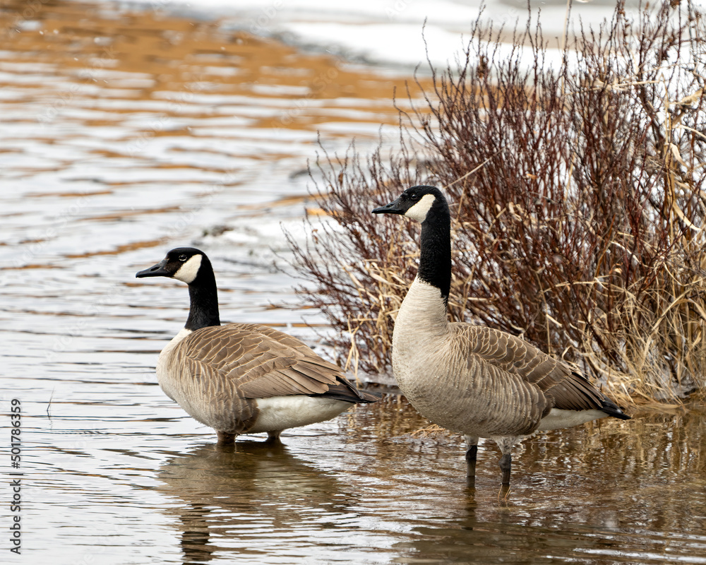 Canada Geese Photo and Image. Springtime with foliage background in their environment and habitat surrounding. Goose. Canada Geese Photo and Image. Springtime with foliage background in their environment and habitat surrounding. Goose.