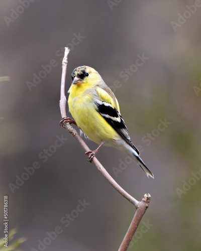 American Goldfinch Photo and Image. Finch close-up profile view, perched on a branch with a blur background in its environment and habitat surrounding displaying yellow colour.