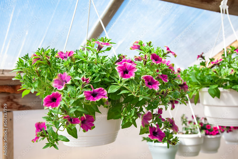 Pink petunia in a white hanging pot in a greenhouse. Sale of flowers. Flowers in Pots At Shop.