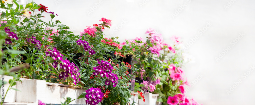 Pink verbenas in pots in a greenhouse, banner. Sale of flowers.