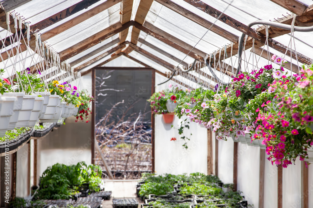 Fototapeta premium Petunia, calibrachoa in hanging pots in a store. Many flowers in pots in a greenhouse. Sale of flowers.