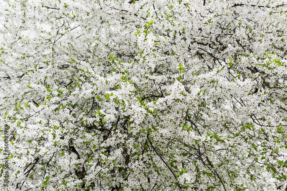 Branches of blooming white flowers of cherry plum or cherry in early spring. Branches of blooming white flowers of cherry plum or cherry in early spring.