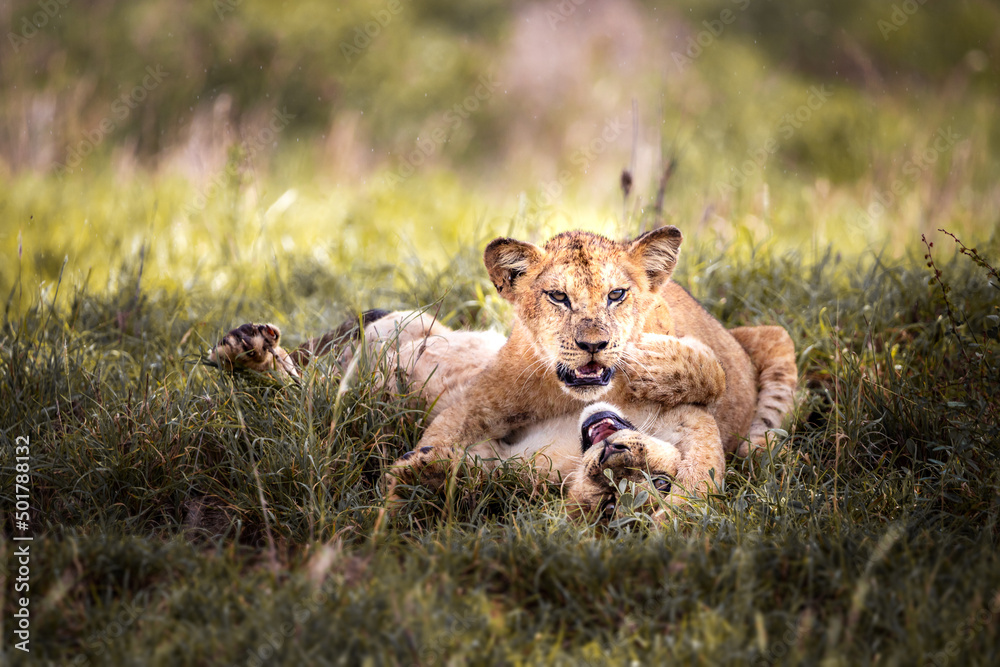 Cute little lion cubs on safari in the steppe of Africa playing and resting. Big cat in the savanna. Kenya's wild animal world. Wildlife photography of small babies and children Cute little lion cubs on safari in the steppe of Africa playing and resting. Big cat in the savanna. Kenya's wild animal world. Wildlife photography of small babies and children