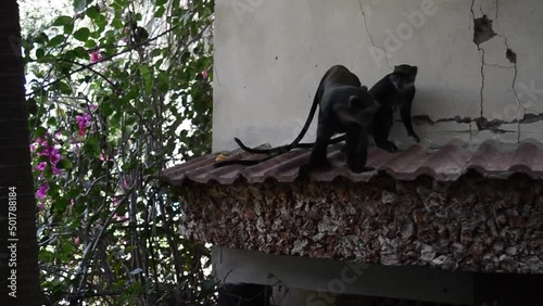 Two monkeys on the window