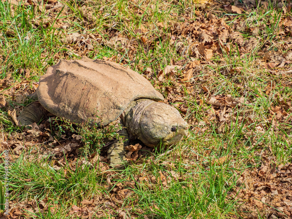 Obraz premium Close up shot of Alligator snapping turtle crawling