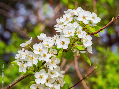 Obraz na płótnie Close up shot of Callery pear blossom w salonie