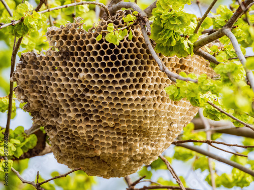 Close up shot of beehive on tree