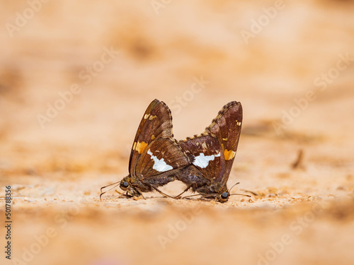 Close up shot of silver-spotted skipper mating photo