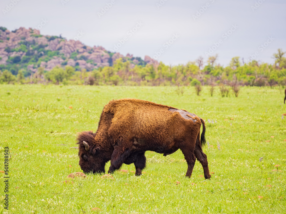 Close up shot of wild Bison in Wichita Mountains Wildlife Refuge