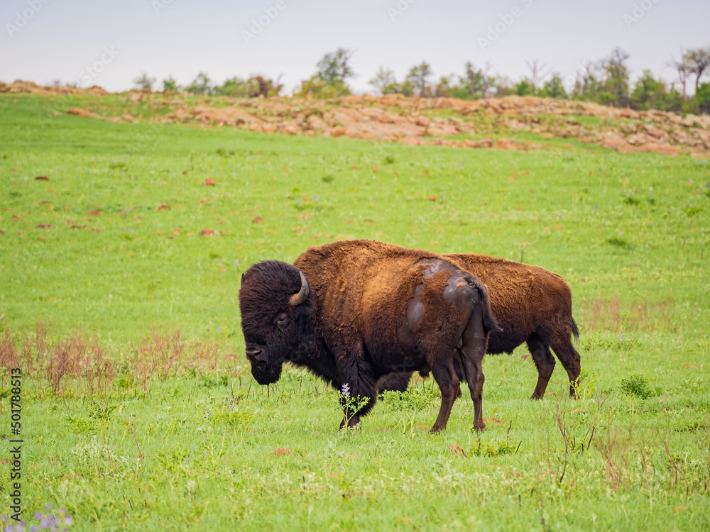 Close up shot of wild Bison in Wichita Mountains Wildlife Refuge