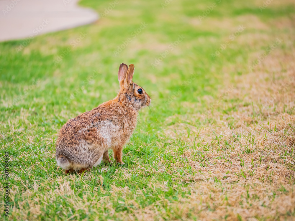 Fototapeta premium Close up shot of a Cottontail rabbit on meadow