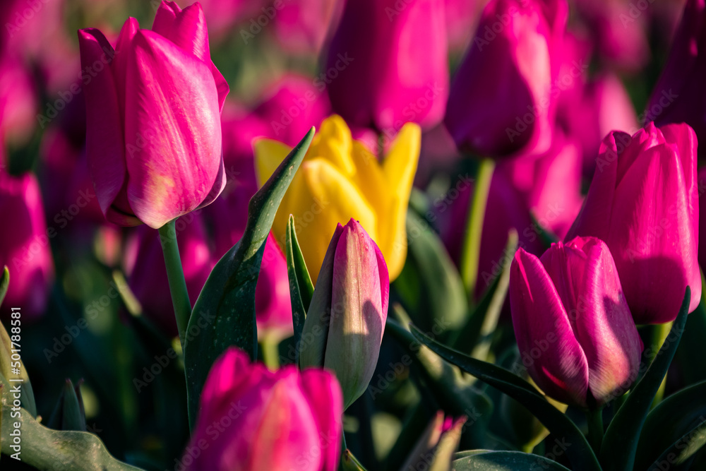 Fototapeta premium Yellow tulip among the pink ones