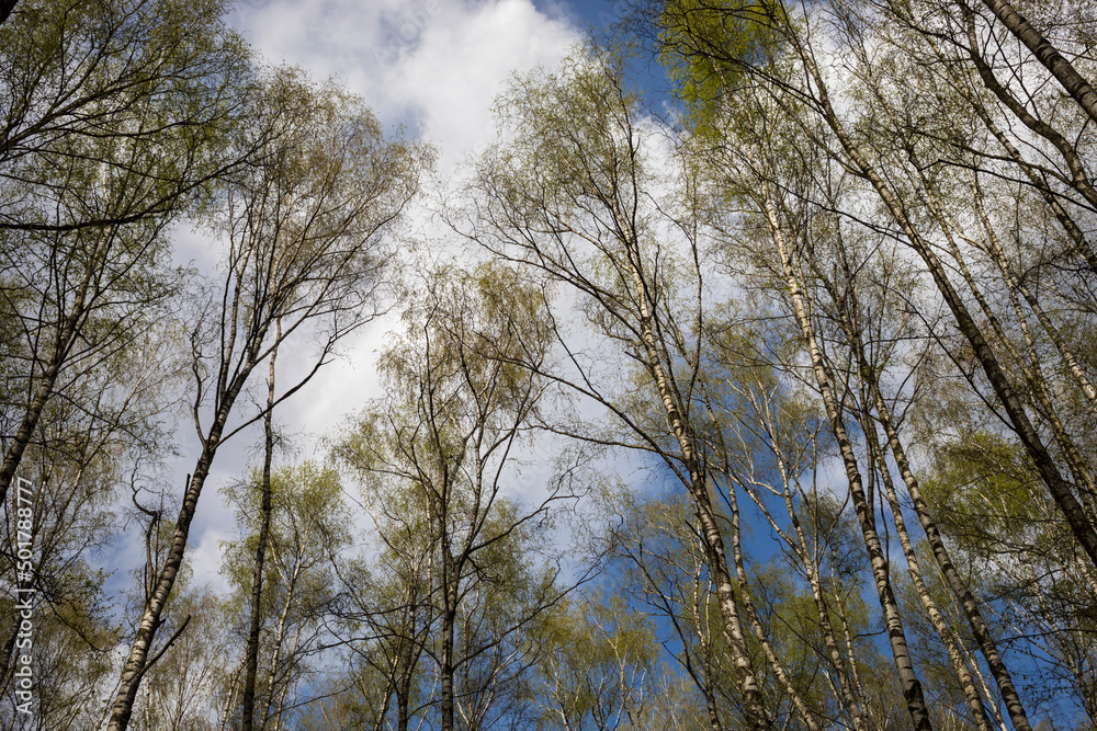 spring landscape with trees and blue sky spring landscape with trees and blue sky
