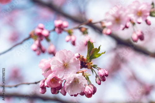 Sakura cherry blossom branch close up © Julija