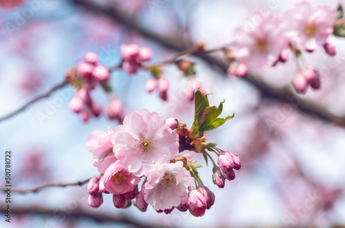 Sakura cherry blossom branch close up