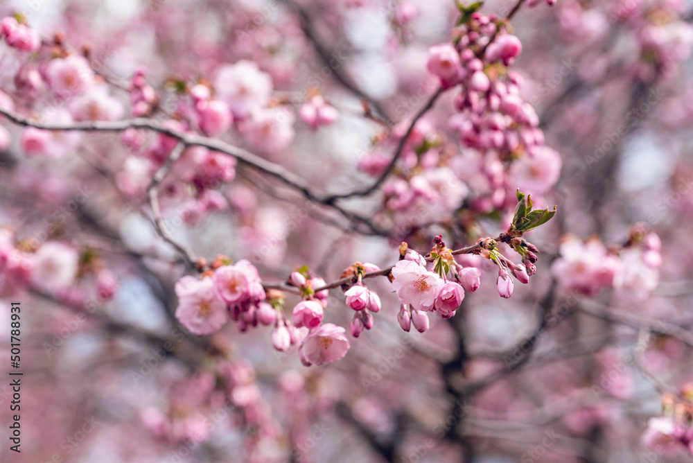 Sakura cherry blossom branch close up Sakura cherry blossom branch close up