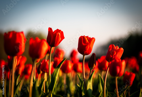 A field of red tulips in spring in the Netherlands