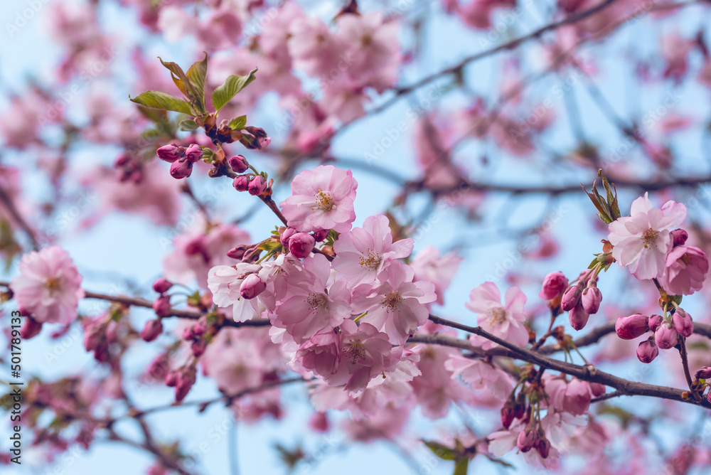 Sakura cherry blossom branch on blue sky background