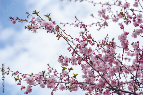 Cherry blossom branch at spring