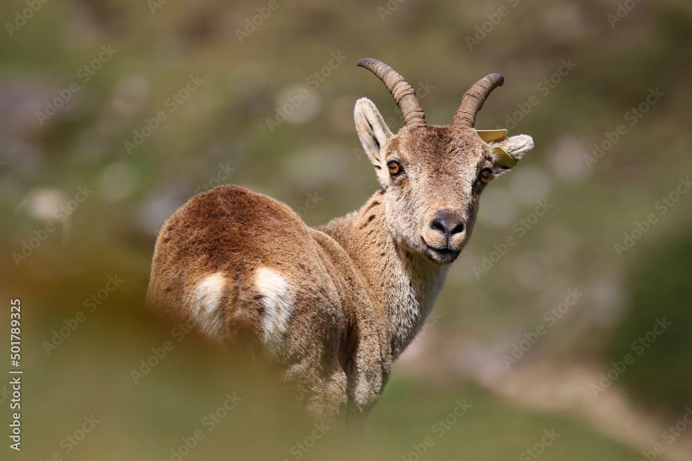Jeune bouquetin des Pyrénées Jeune bouquetin des Pyrénées