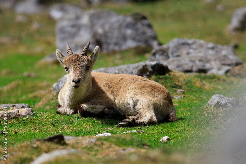 Jeune bouquetin des Pyrénées