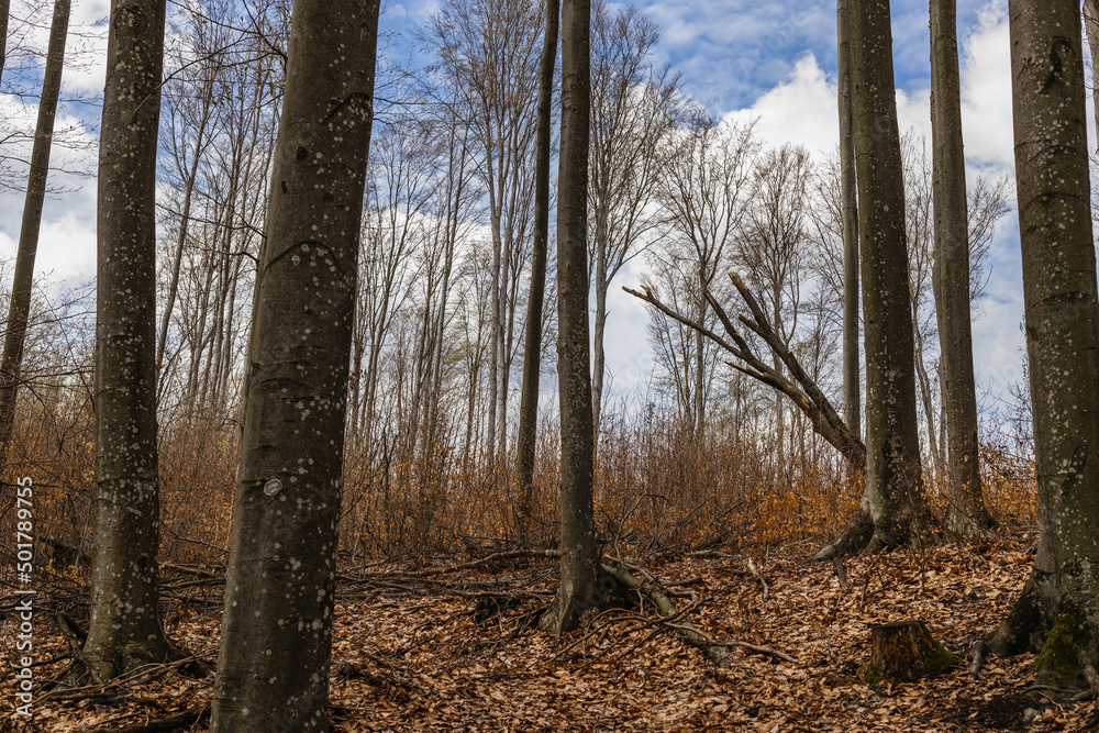 Naklejka premium Trees on mountain hill and sky at background in autumn.