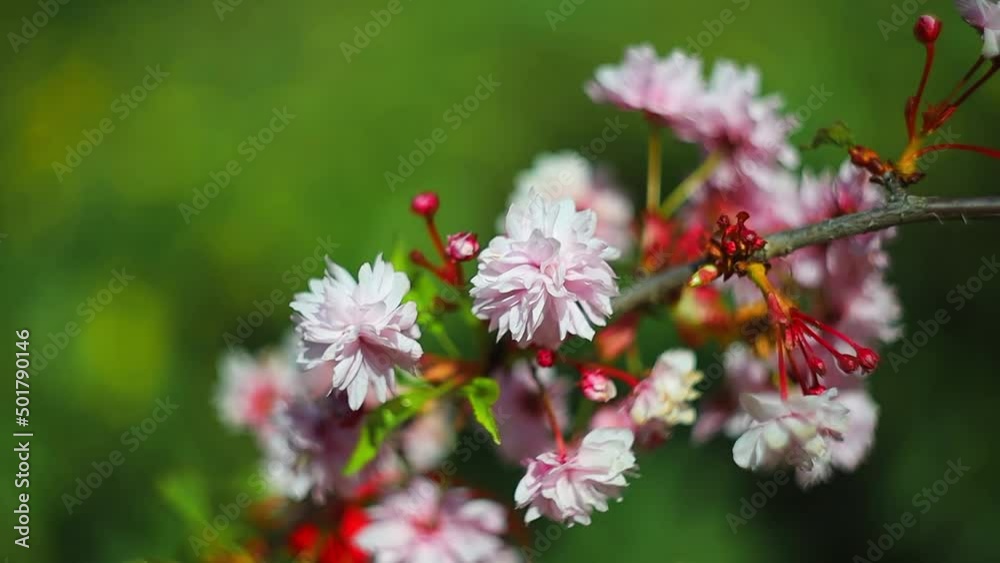 close-up branch with sakura flowers in the wind swaying in the spring park close-up branch with sakura flowers in the wind swaying in the spring park