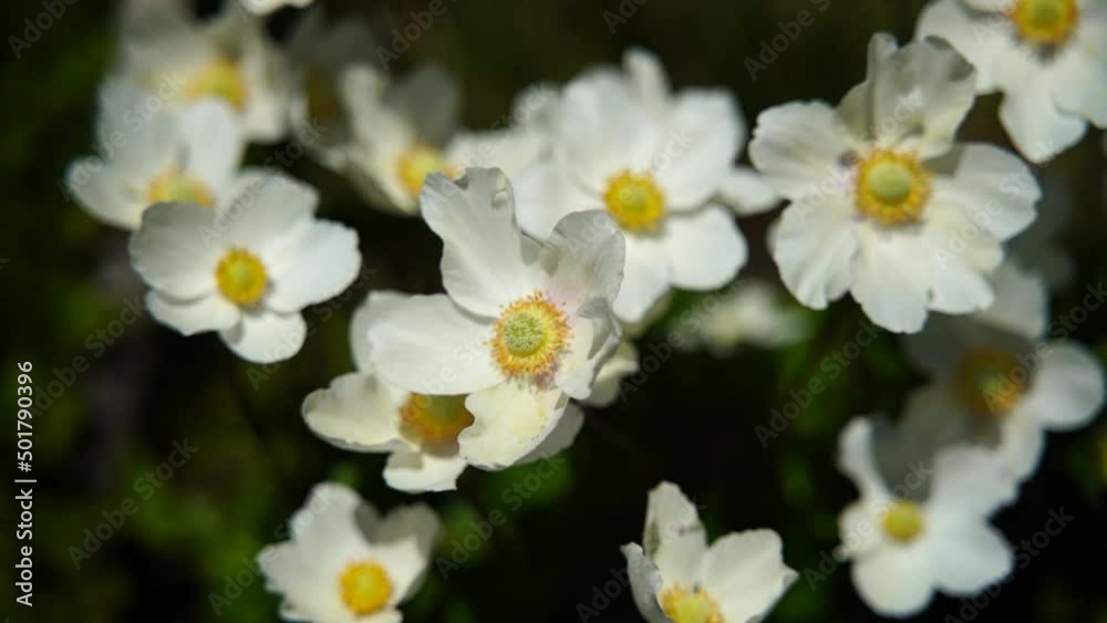 Anemone Hupehensis white flowers blooming in the garden, Anemone Japonica. Anemone Hupehensis white flowers blooming in the garden, Anemone Japonica.