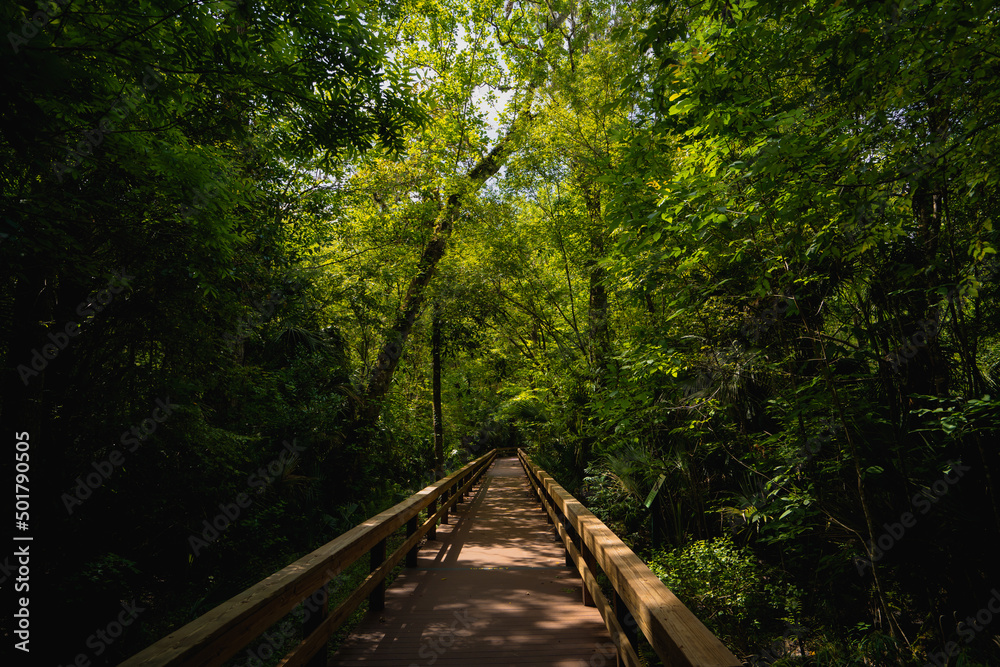 Obraz premium Boardwalk at Big Tree nature park in Longwood, a suburb of Orlando in Florida