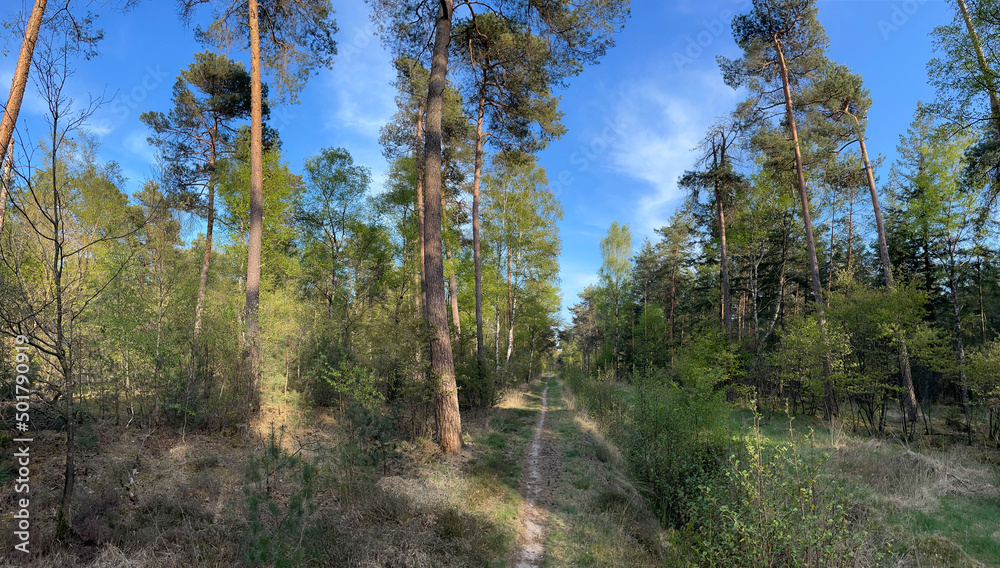Panorama from MTB track in forest around Junne