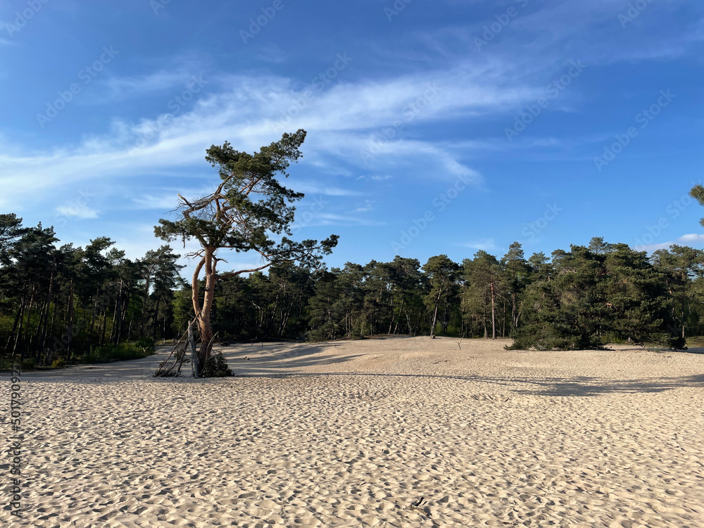 Sahara Ommen in Overijssel