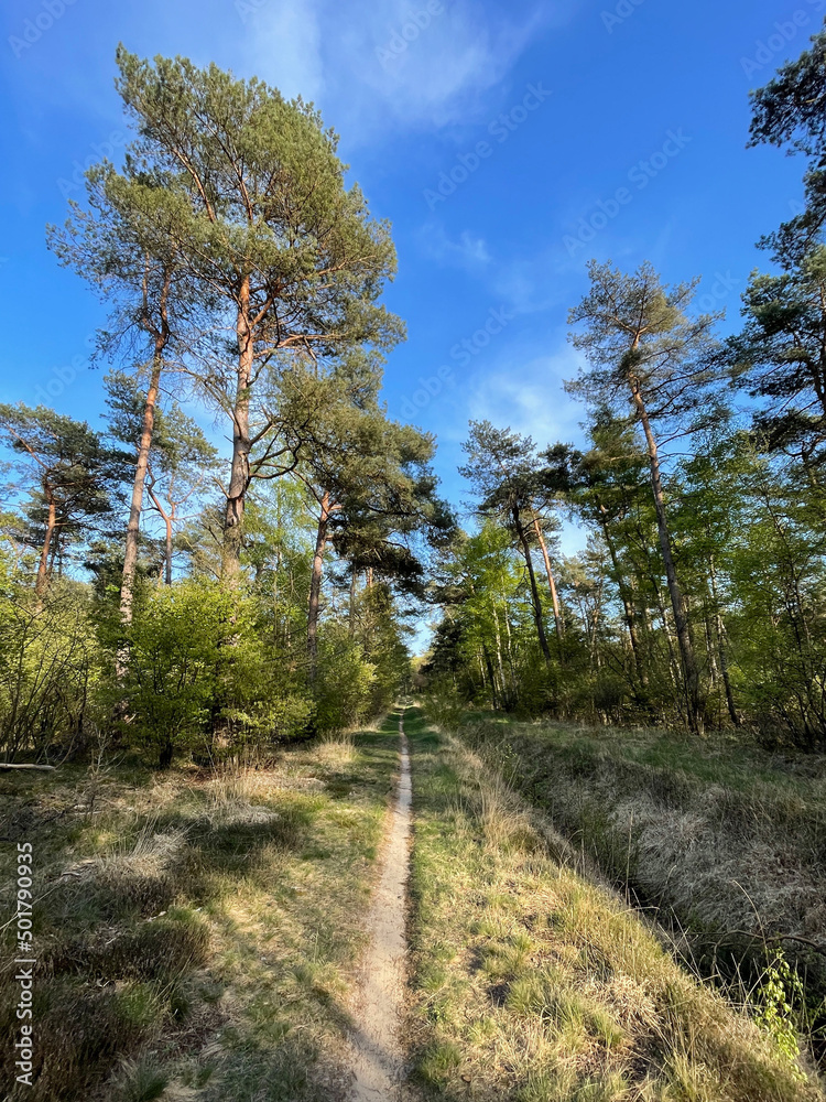 MTB track in forest around Junne
