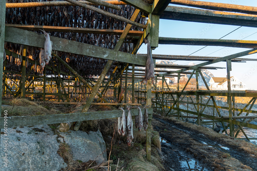 DOWNLOAD PREVIEW .Natural drying of stockfish cod in Arctic fishing village of Lofoten Island in Norway