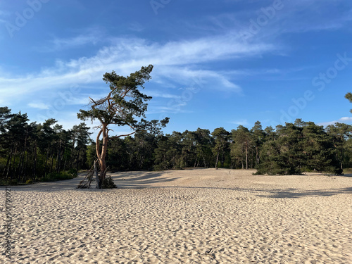 Obraz na płótnie Sahara Ommen in Overijssel w salonie