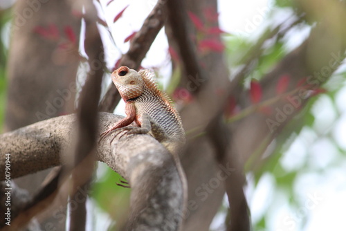 wild lizard on the tree