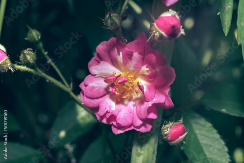Beautiful fresh wild roses. Natural background, on a garden bush. Close up of a bush of pink flower. Macro photography view.
